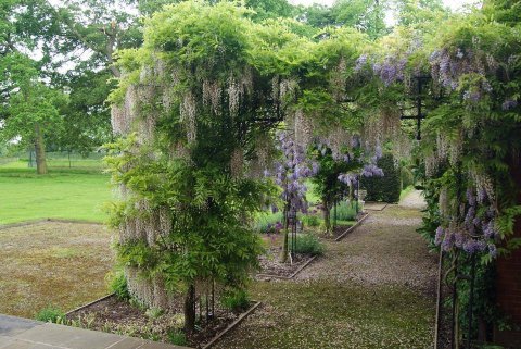 Wisteria Lane - Stapeley House Weddings