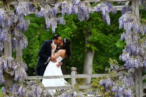 Wisteria on the Japanese Bridge - Great Fosters